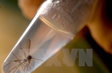 Ministros de Salud de ASEAN discuten contramedidas de Zika
