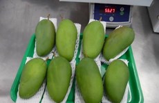 Por primera vez se vende mango vietnamita en Australia