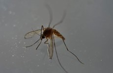 Tailandia investiga posibles casos de microcefalia por Zika
