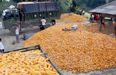 Vietnam suspende importación de granos de EE.UU. y cacahuetes de Sudán y Hongkong