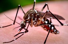 Vietnam continúa aplicando medidas para prevenir Zika