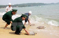 Interceptan carga ilícita de tortugas en provincia survietnamita