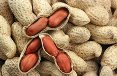 Vietnam suspende la importación de cacahuates de Sudán y Hong Kong
