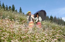 Interesados visitantes en festival de flores de alforfón en provincia de Vietnam 