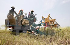 Tailandia financiará la producción de arroz de agricultores nacionales