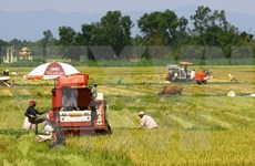 Vietnam se esfuerza por modernización rural y reestructuración agrícola