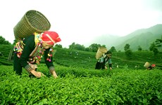 Té orgánico de Vietnam espera conquistar mercados mundiales