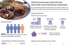 [Infografia] Vietnam con gran potencial de desarrollar plantas medicinales