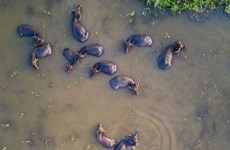 [Fotos] Bellas fotos de semana: brillante imagen de búfalo acuático de Vietnam