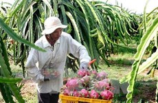 Vietnam alcanza récord por ventas externas de frutas y verduras en 2017