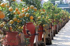 (Video) Exhibición de bonsái de kumquat, muestra del deseo de prosperidad en el Tet