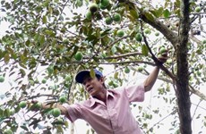 Vietnam trabaja para exportar caimito a mercados mundiales  