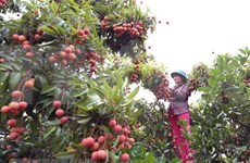 Frutas exportadoras de Vietnam obtienen estándares globales 