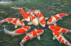 Cría de peces ornamentales reporta alto ingreso