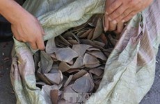 Aduana de Ciudad Ho Chi Minh decomisa 3,3 toneladas de escamas de pangolín