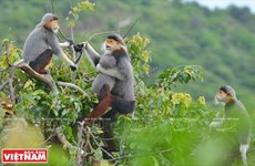 [Fotos] "Reina de los primates" en la península de Son Tra