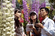 [Foto] Cultivo de orquídea de alta tecnología en provincia vietnamita de Lam Dong 
