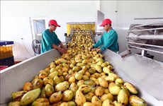 (Video) Aspira Vietnam a ingresar 43 mil millones de dólares por exportaciones agrícolas en 2020