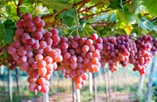(Televisión) Vietnam se convierte en mayor importador de uvas surcoreanas