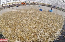 Vietnam apunta a ingresar cuatro mil millones de dólares por exportaciones de camarón