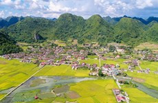 Belleza de temporada de cosecha de arroz en valle de Bac Son en Vietnam   