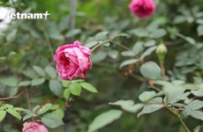 El primer jardín de rosas en Vietnam en responder al doble estándar orgánico nacional y mundial