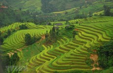 Turismo de provincia vietnamita por adaptación segura al COVID-19