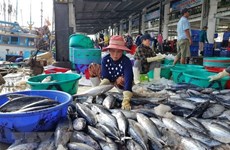 Pescadores de provincia vietnamita en temporada de cosecha de atún