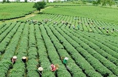 Aplican agricultura verde en reducción de emisiones de carbono en Vietnam