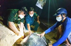 Tortugas marinas en playa de Con Dao reciben asistencia de orgullosas “parteras”