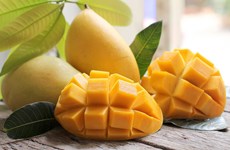 Vietnam es el decimotercer productor de mango del mundo