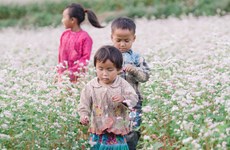 Provincia vietnamita de Ha Giang entra en la temporada de flores de alforfón