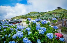Flor de hortensia deslumbra en la cima de la montaña de Mau Son