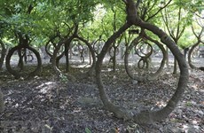 Descubra jardín de ayahuma reconocido en Organización de Récords de Vietnam