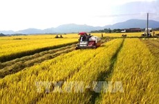 Sector agrícola de Vietnam trabaja por lograr metas trazadas para 2022
