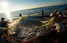 Por el desarrollo sostenible de la industria pesquera de Vietnam