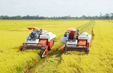 Renovarán variedades de arroz especiales del Delta del Mekong de Vietnam