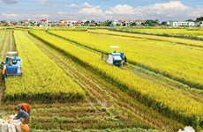 Vietnam desarrolla nuevo modelo de cooperación en industria arrocera