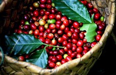 Provincia vietnamita de Gia Lai desarrollará marca de café robusta