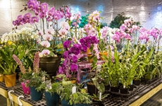 Floricultores de Hanoi aplican alta tecnología para aumentar ingresos