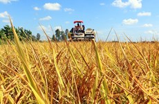Desarrollan arroz asociado con crecimiento verde en Vietnam