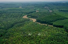 Aceleran la mejora de bosques y el uso sostenible de la tierra en Vietnam