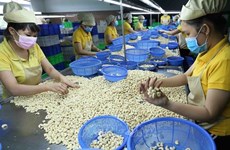 Impresionantes resultados de exportación agrícola de Vietnam en últimos meses de 2023
