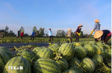 Vietnam busca mantener impulso de crecimiento de exportaciones hortofrutícolas