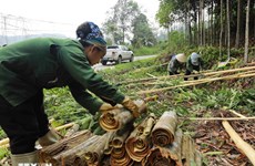 Vietnam afirma posición 'dominante' en industria mundial de canela