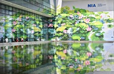Gigantes murales de flor de loto embellecen aeropuerto Noi Bai