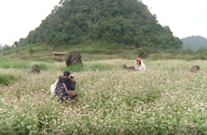 (Televisión) Atrae Meseta Rocosa de Dong Van turistas a provincia de Ha Giang