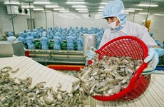 Exportadores de camarones vietnamitas gozan de impuesto cero a Estados Unidos