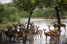 (Video) Safari en Hoi An, área de conservación de animales semisalvajes
