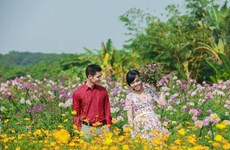 (Video) Aldea de flores Tay Tuu-  un colorido destino turístico en Hanoi